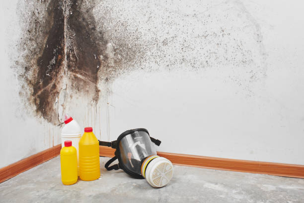 Professional Mold Removal in Lakeside, VA