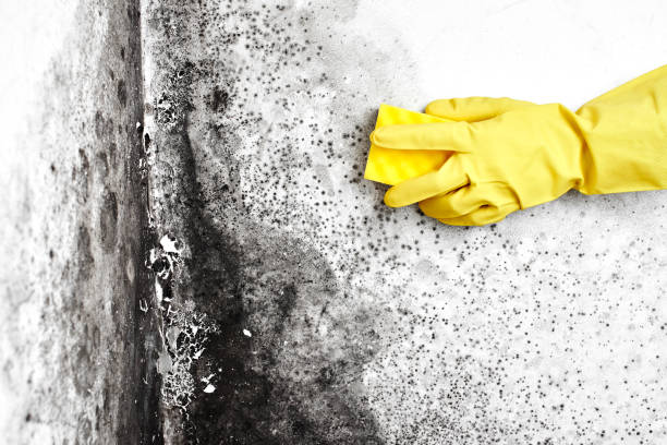 Best Commercial Mold Removal  in Lakeside, VA