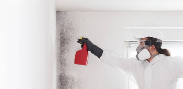 Best Home Mold Removal  in Lakeside, VA