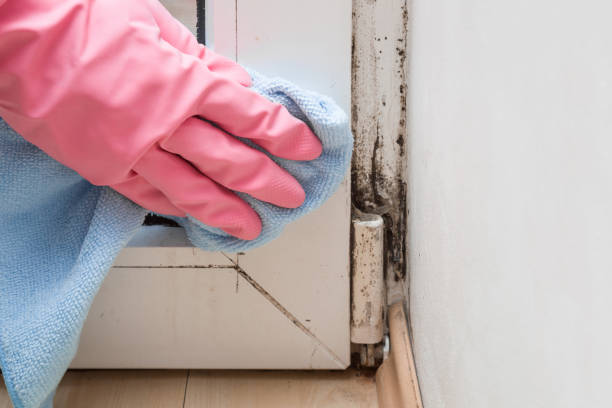 Best Mold Damage Repair  in Lakeside, VA