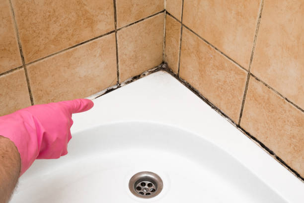 Best Toxic Mold Removal  in Lakeside, VA
